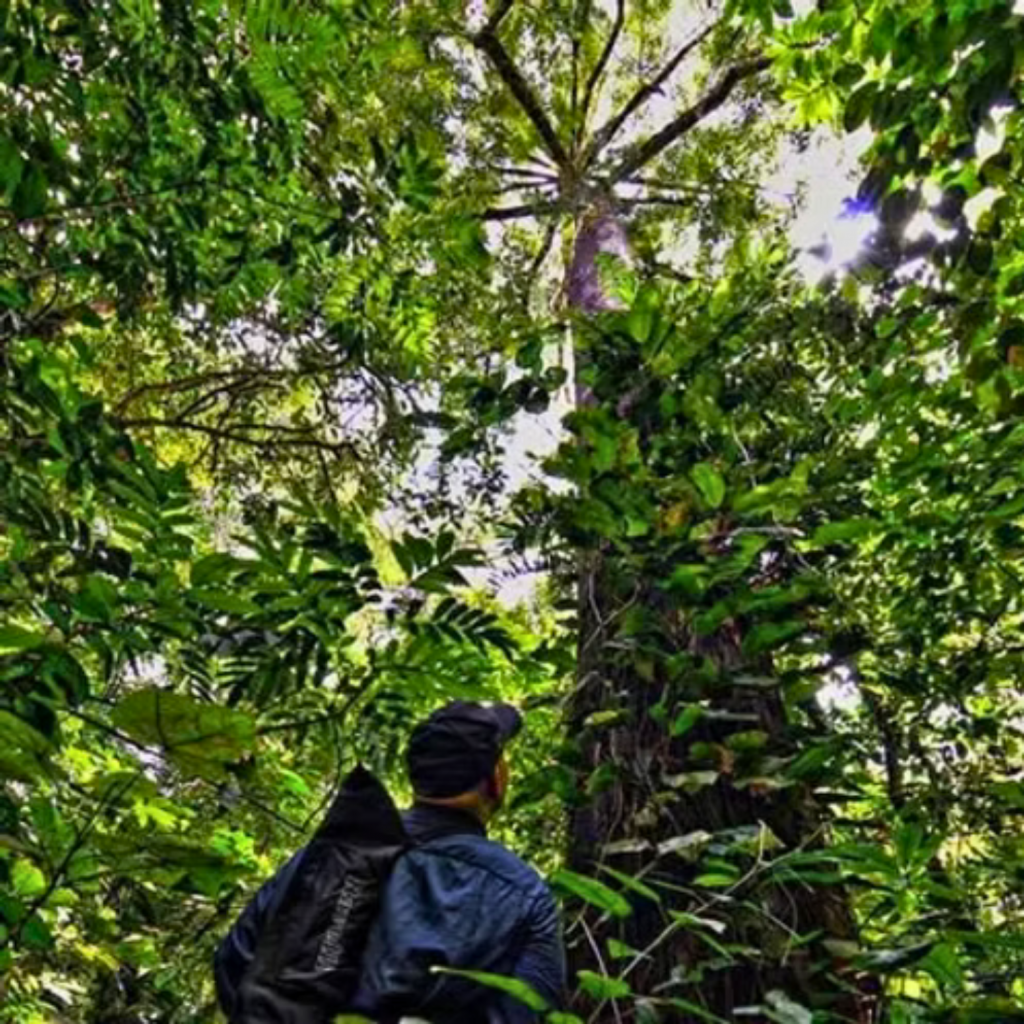 Ray Steadman gazing at an old growth ceiba tree