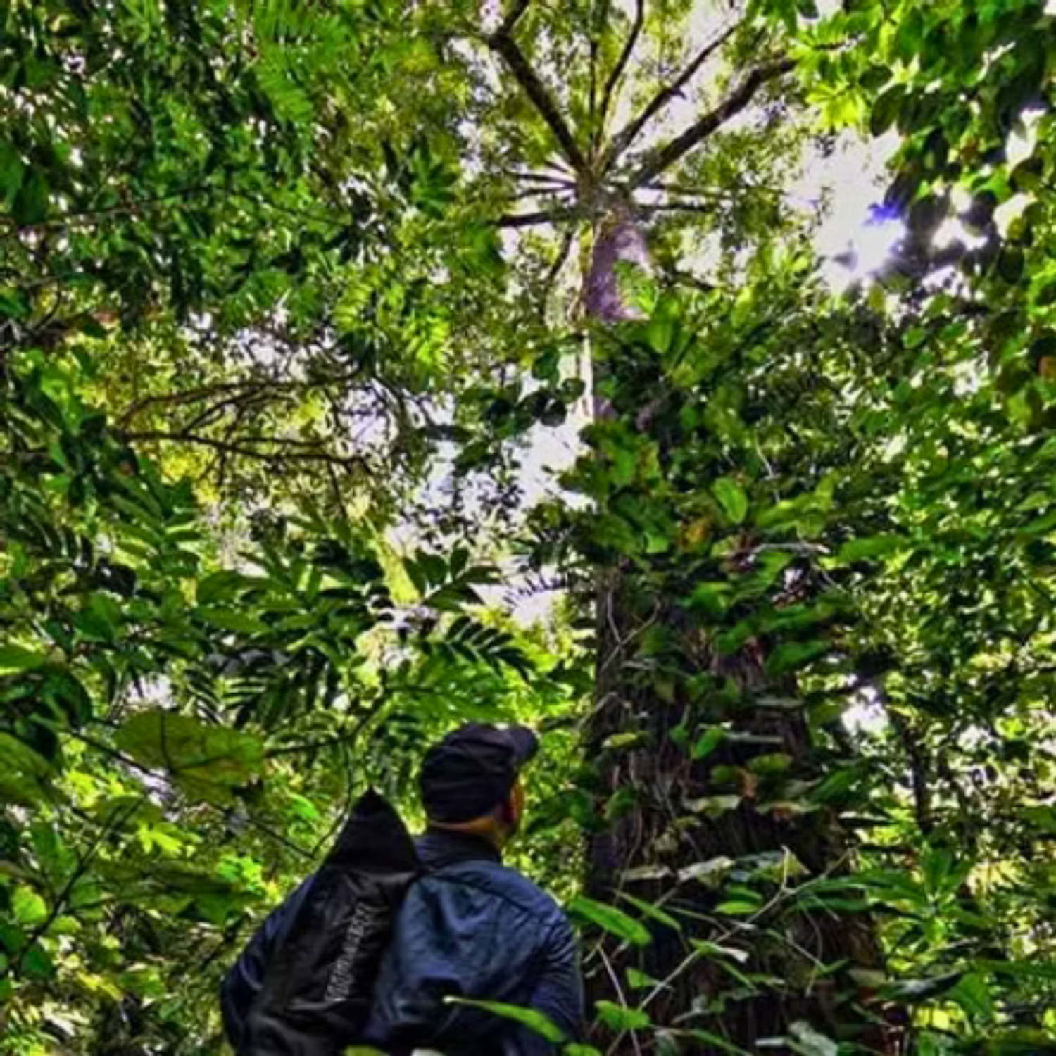 Ray Steadman gazing at an old growth ceiba tree
